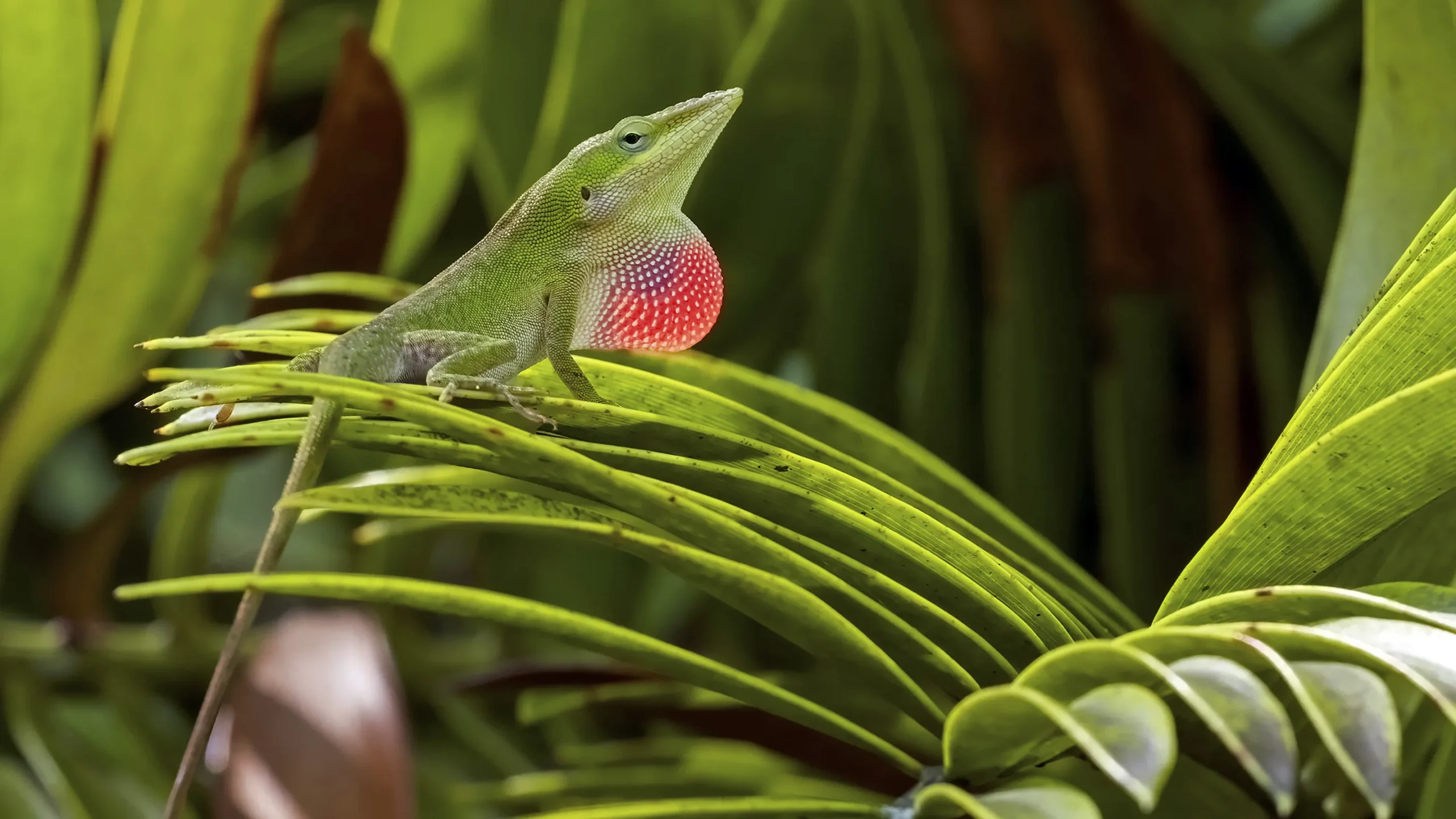 A handsome green lizard, with a pointy nose, long tail and expanded red throat fan, sits on a green leaf.