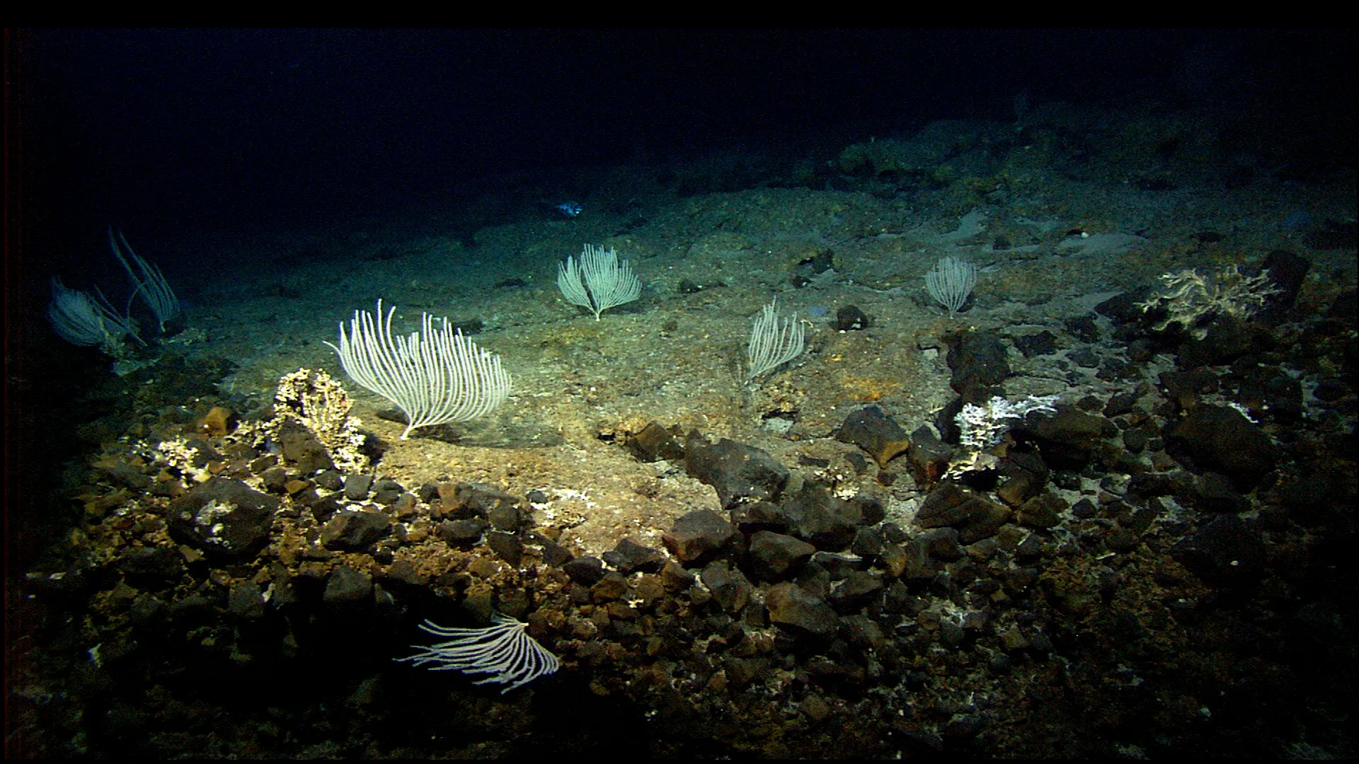 The seafloor at Atlantis Massif. It is covered with dark rocks and a few white sea creatures that resemble palm fronds.