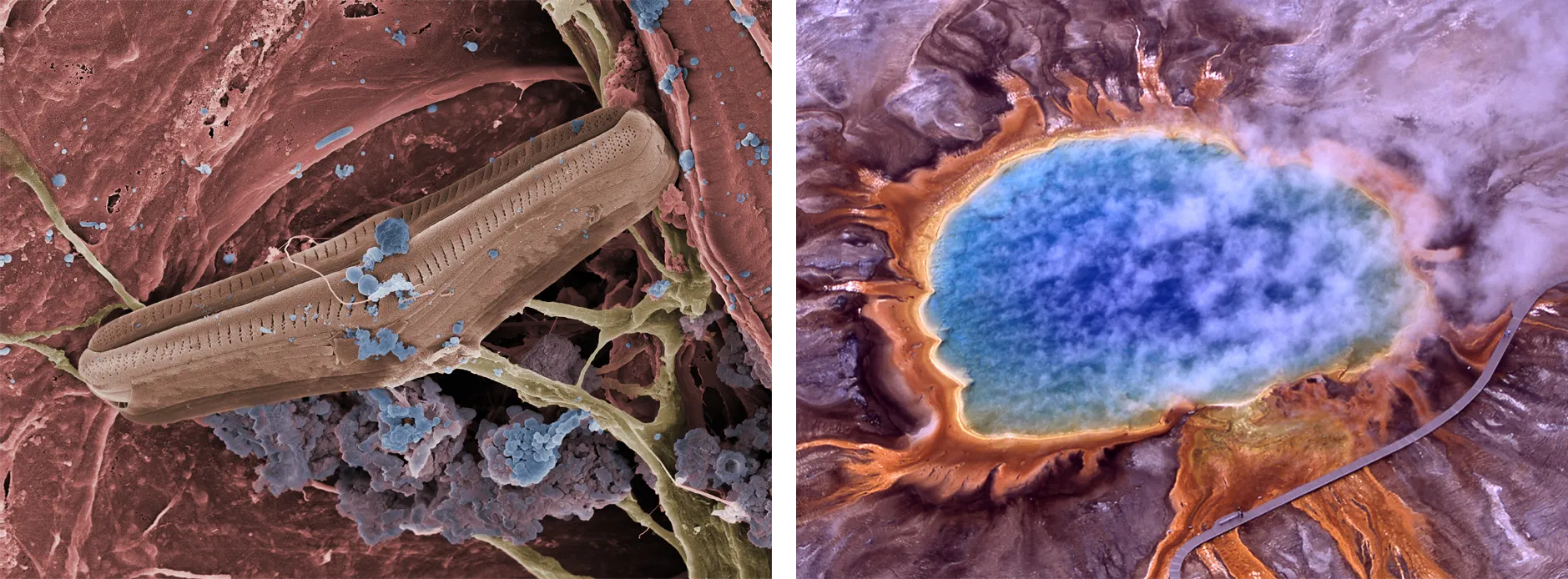 Left: Blue clusters of thermophilic bacteria grow on a diatom. Right: From above, Grand Prismatic Spring in Yellowstone National Park is a bright blue and turquoise lake emitting steam and surrounded by orange coastline.