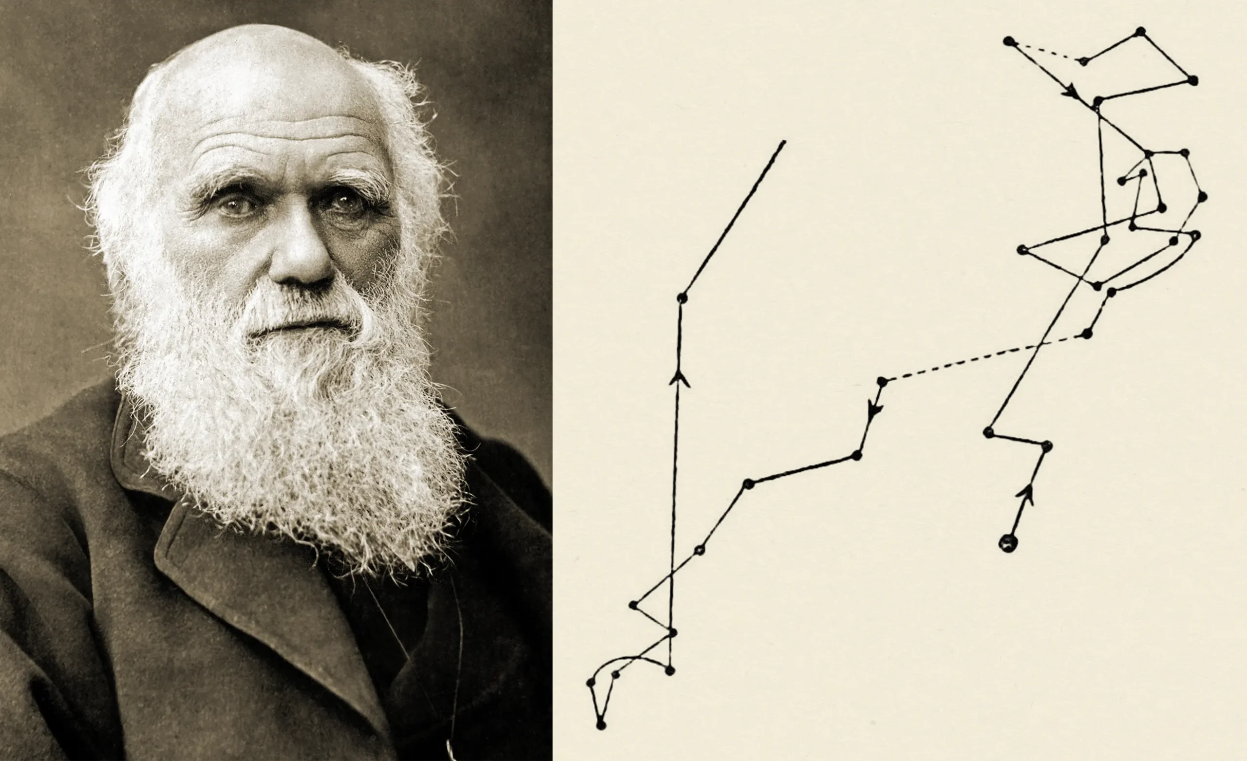 Left: A portrait of Charles Darwin later in life, balding with a white beard. Right: A line traces through a series of points, looping around itself several times before veering widely to the left and upward.