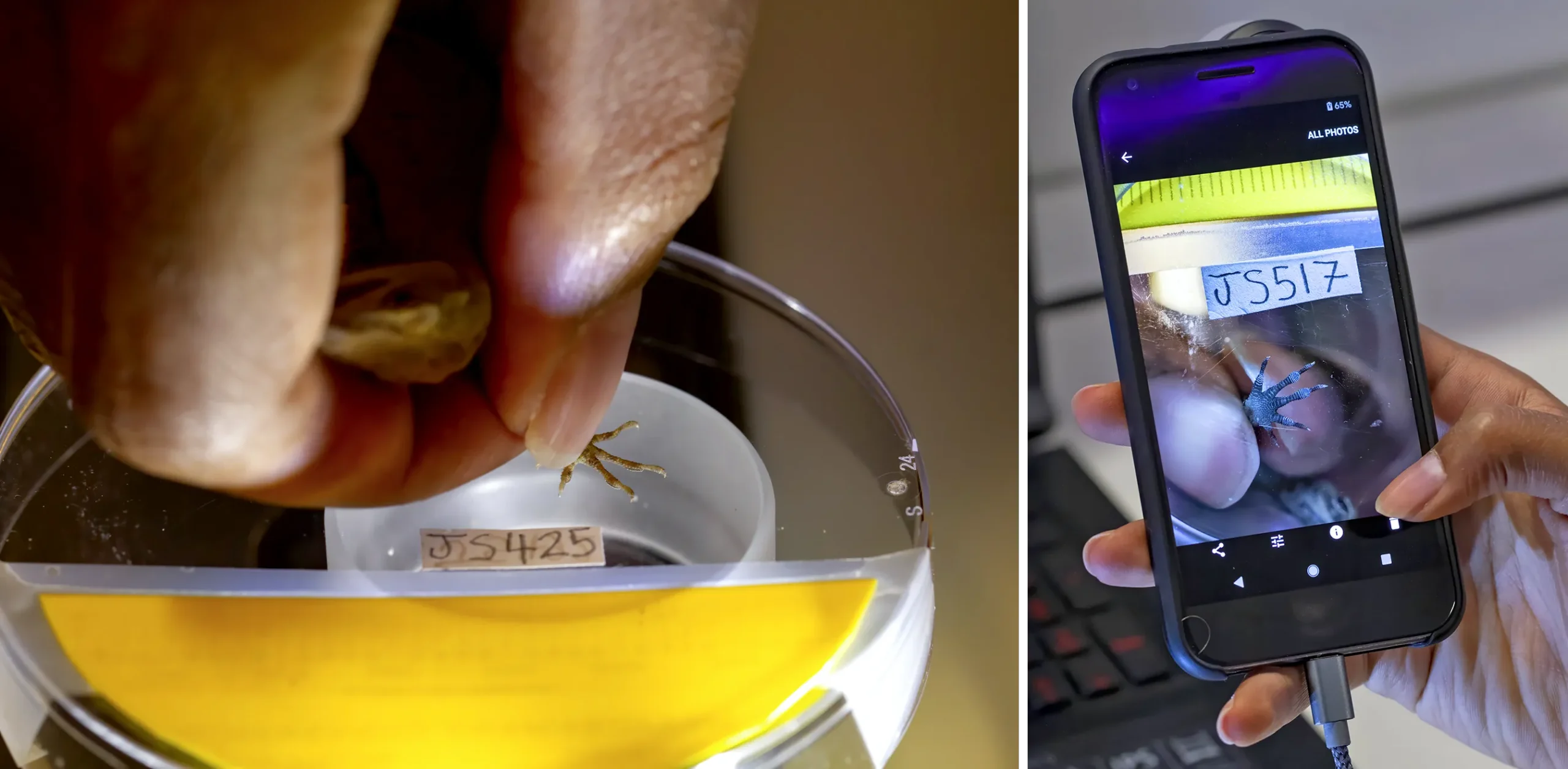 Left: A human hand presses a tiny lizard foot onto clear plastic. Right: An image visible on a smartphone screen shows the lizard foot.