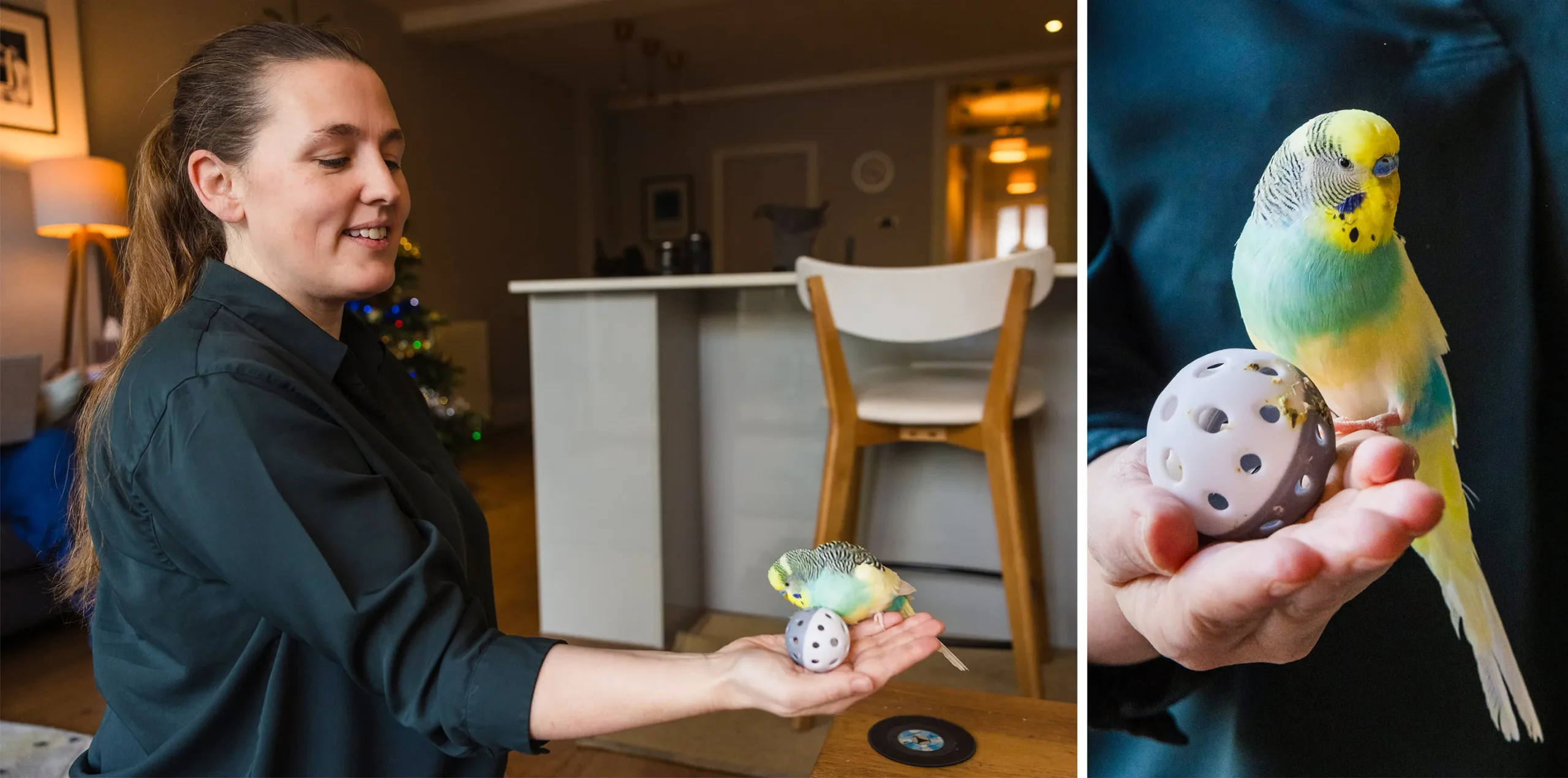 Two photos, one with Sarah Hart holding her bird and a small ball, and another of the bird with the ball.