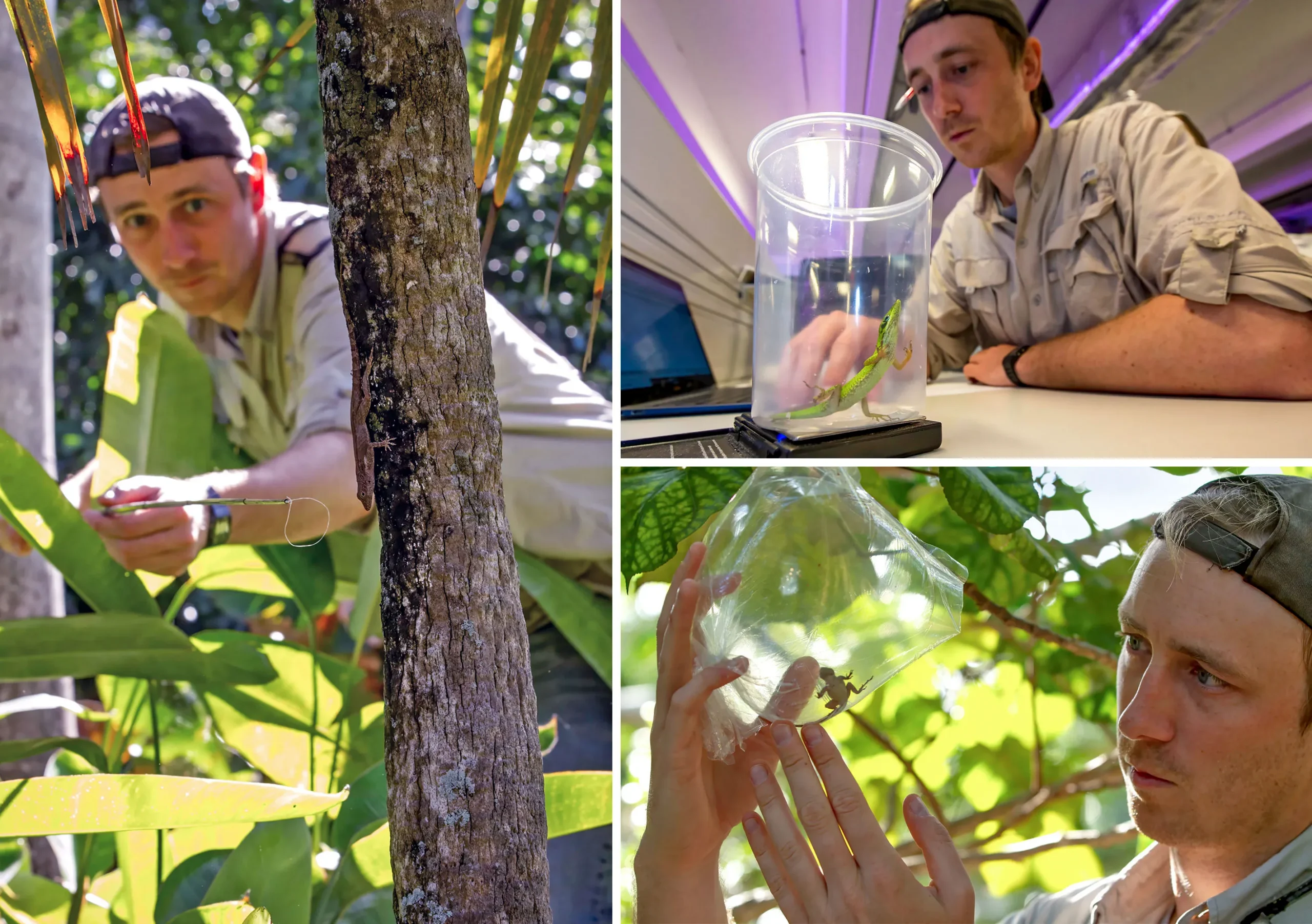 James Stroud, standing among plants, holds out a tiny lasso for entrapping a lizard (left). He attentively looked at a plastic bag containing a lizard (bottom right). He sits at a laptop next to a small travel scale, on which sits a lizard in a clear plastic container (top right).