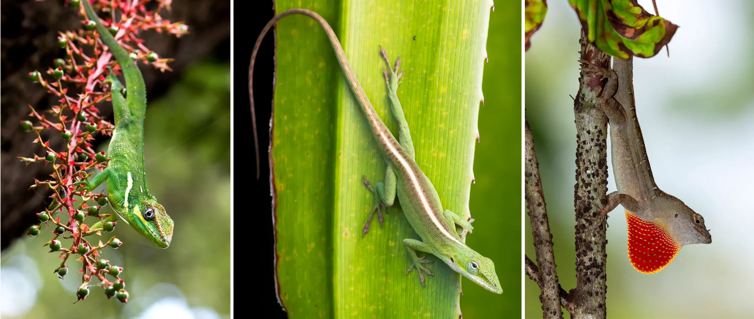 Three images of Anolis lizards. Left: A large anole with orange on its face stands on a berry-laden branch. Middle: A green anole with a long white stripe down its spine stands on a green leaf. Right: A brown anole with a red throat fan stands facing downward on a narrow branch.