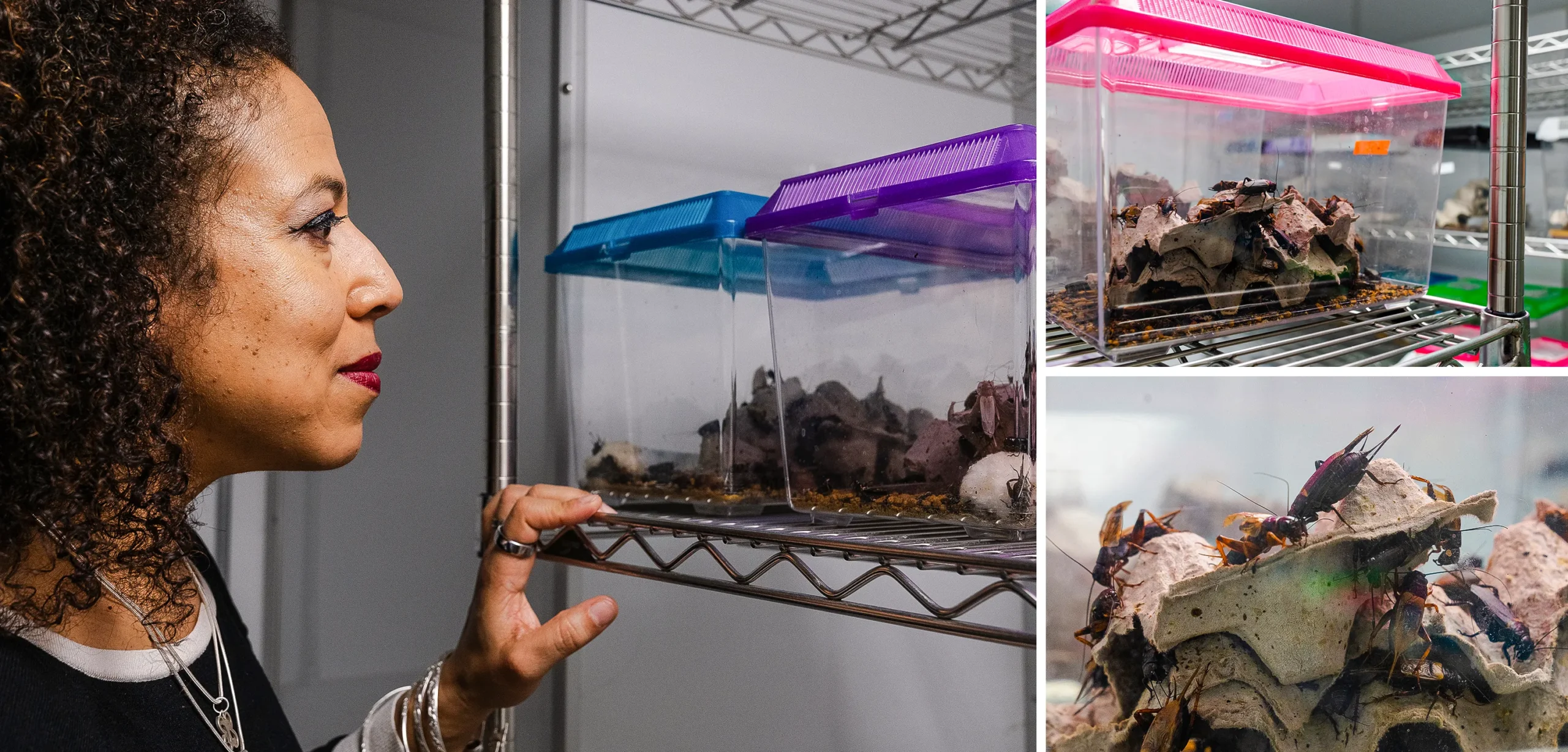 A trio of photos: The researcher Cassandra Extavour looking at plastic boxes of crickets on racks in her laboratory, a close-up of one of the boxes, and a close-up of the crickets in that box climbing on the paper rubbish where they can shelter.