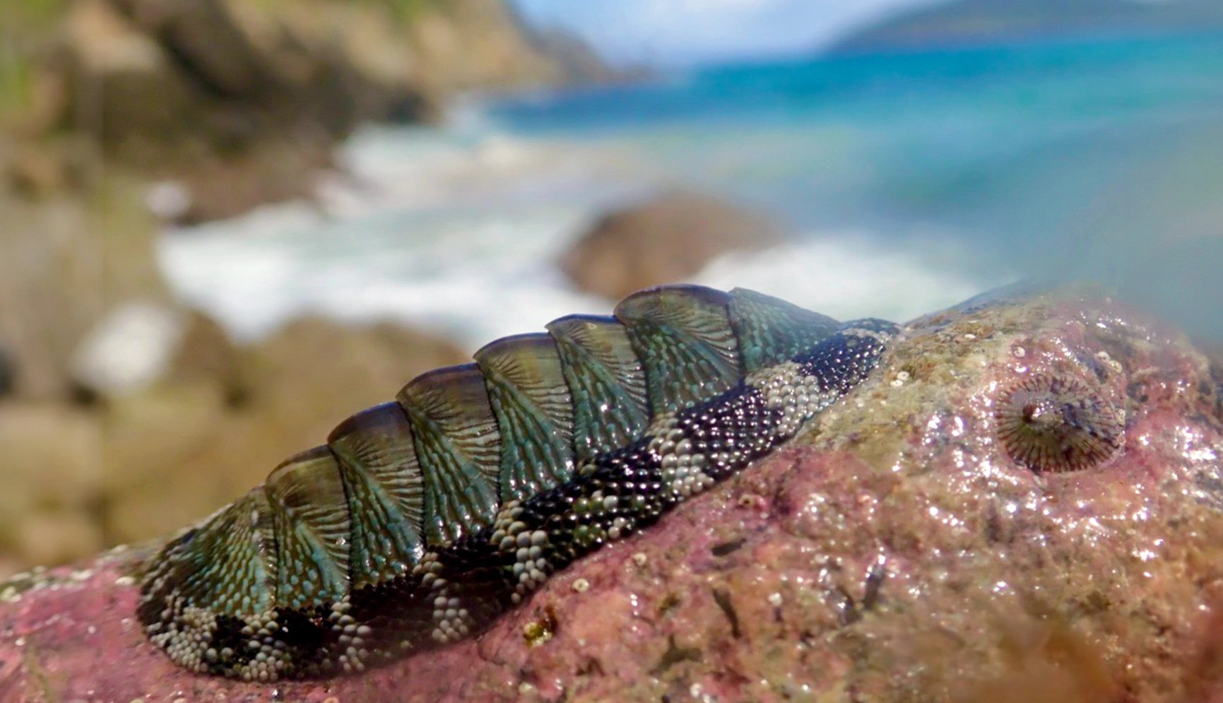 A chiton crawls across a rock.