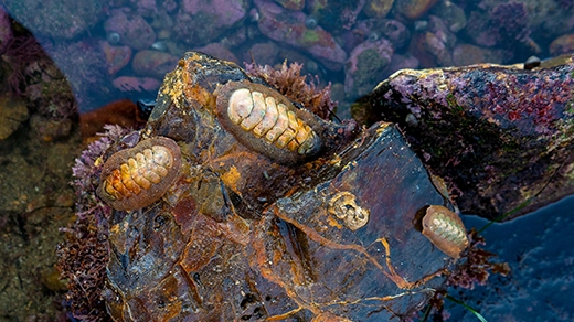 Two chitons —oval-shaped mollusks protected by eight shell plates — crawl on a rock near a tidepool.