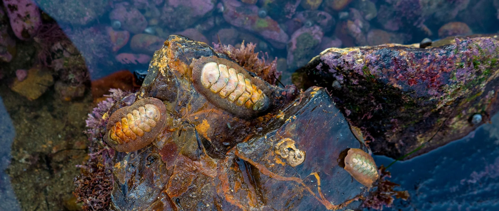 Two chitons —oval-shaped mollusks protected by eight shell plates — crawl on a rock near a tidepool.