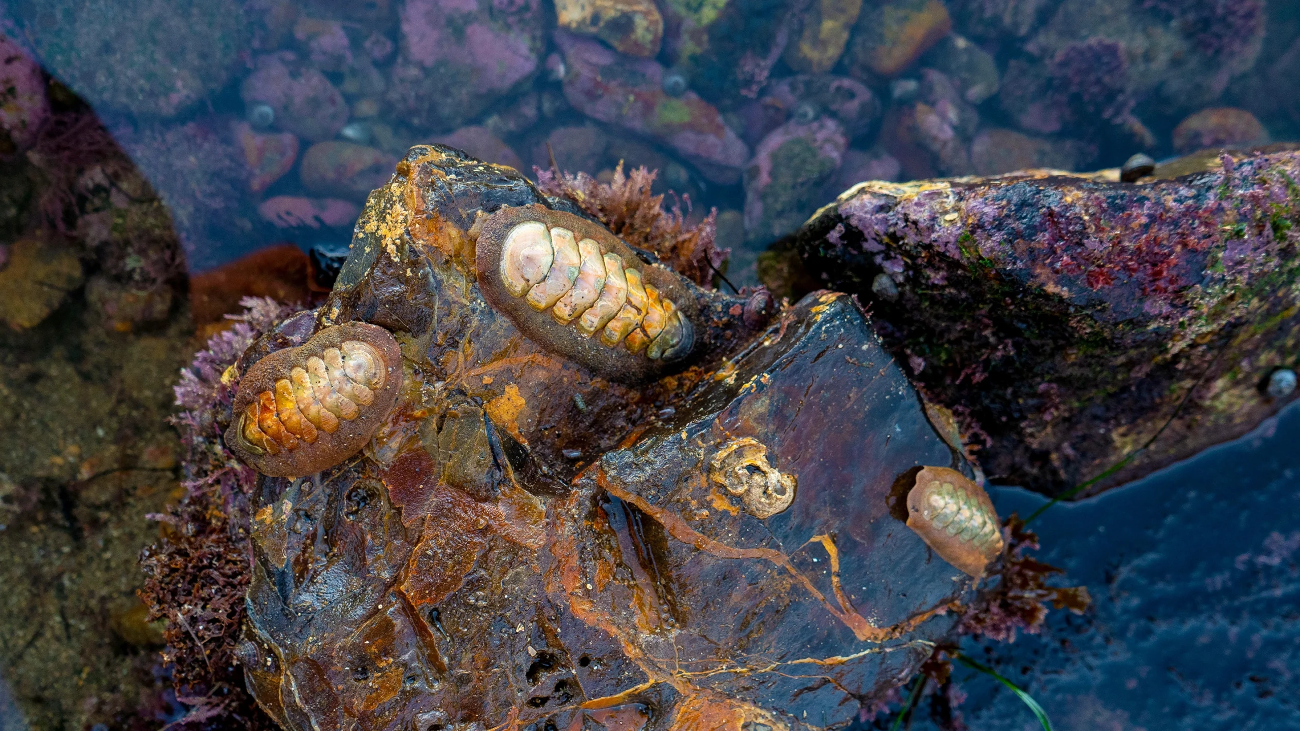 Two chitons —oval-shaped mollusks protected by eight shell plates — crawl on a rock near a tidepool.