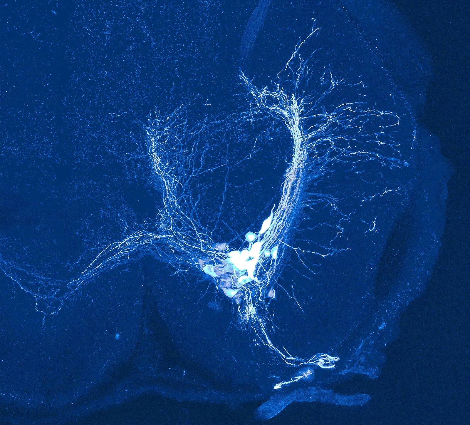 Motor neurons, which glow bright blue on an otherwise dark background, wrap around the spine of the snake. The large axons grow bright and extend long spindly axons which innvervate the muscle.