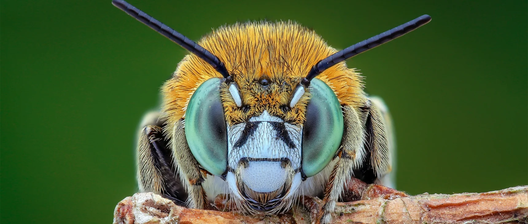 A close-up of a bee’s head, showing its large eyes, antennae and fuzzy body.