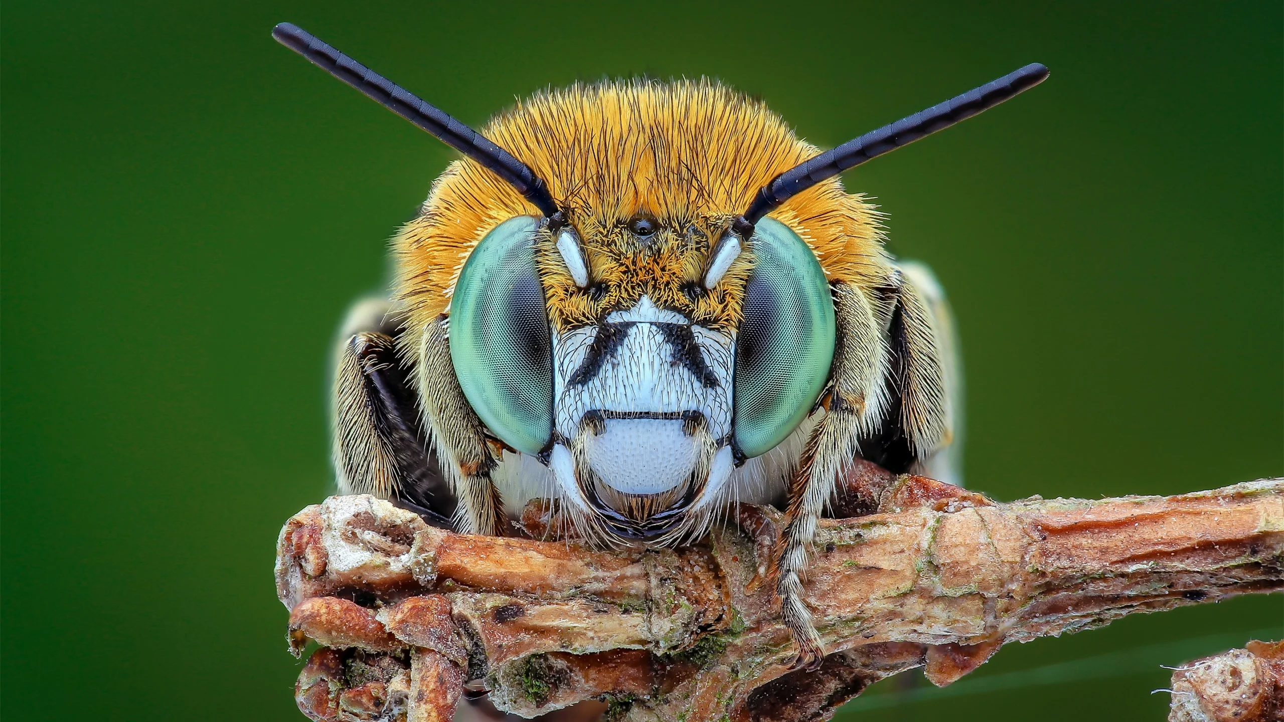 A close-up of a bee’s head, showing its large eyes, antennae and fuzzy body.