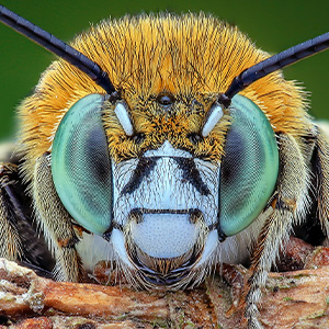 Insects and Other Animals Have Consciousness, Experts Declare - podcast episode cover