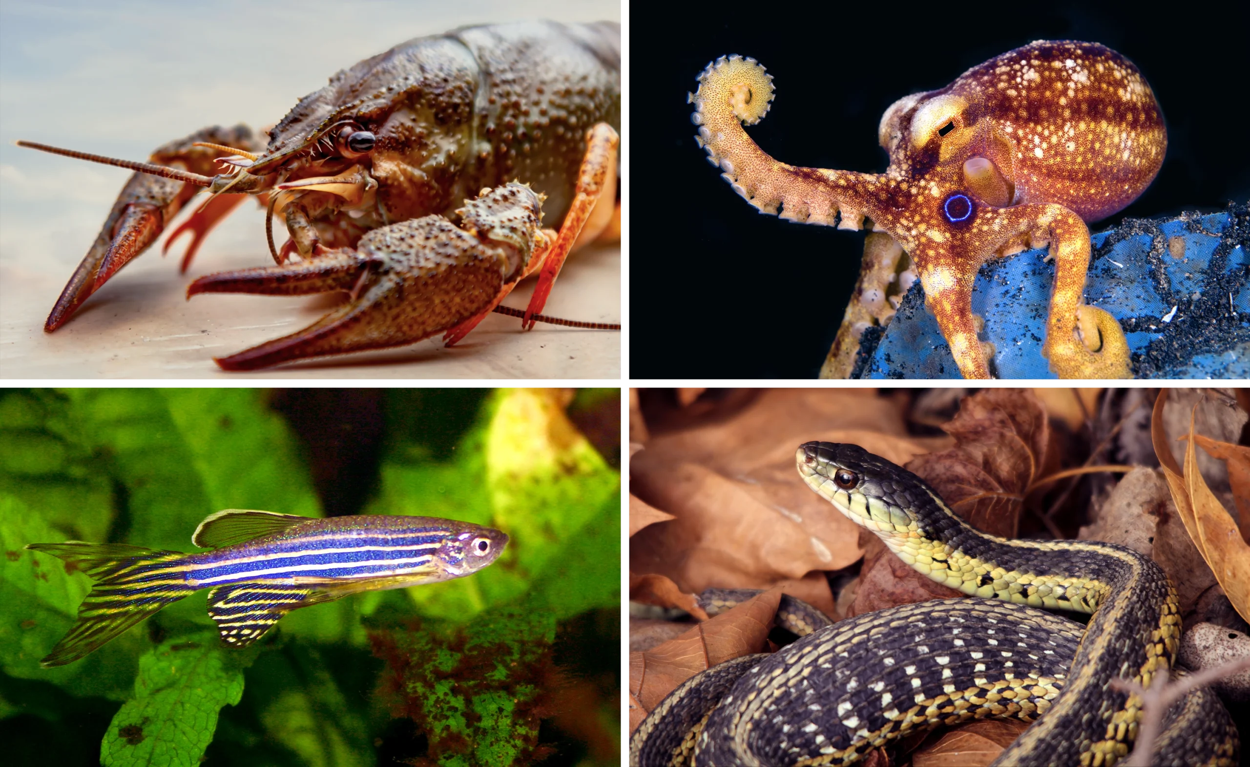 A grid of animals: A dark red crayfish; a blue-spotted octopus raising one arm; a black-lined garter snake coiled in leaves; a blue-and-white-striped fish swimming near underwater plants.