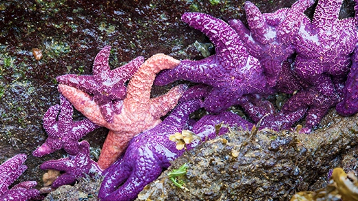 Purple and orange sea stars cling to exposed rocks.