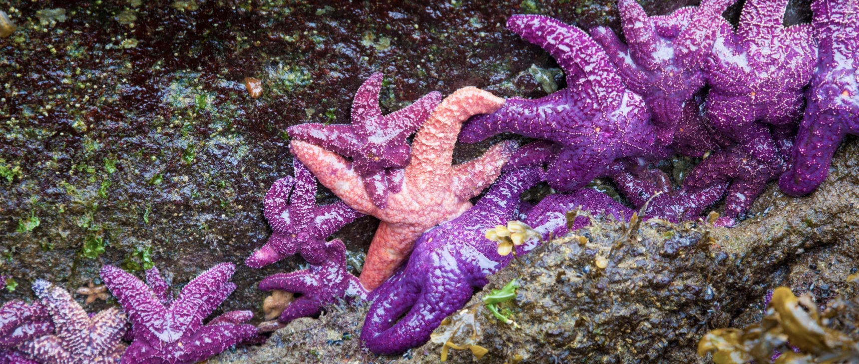 Purple and orange sea stars cling to exposed rocks.