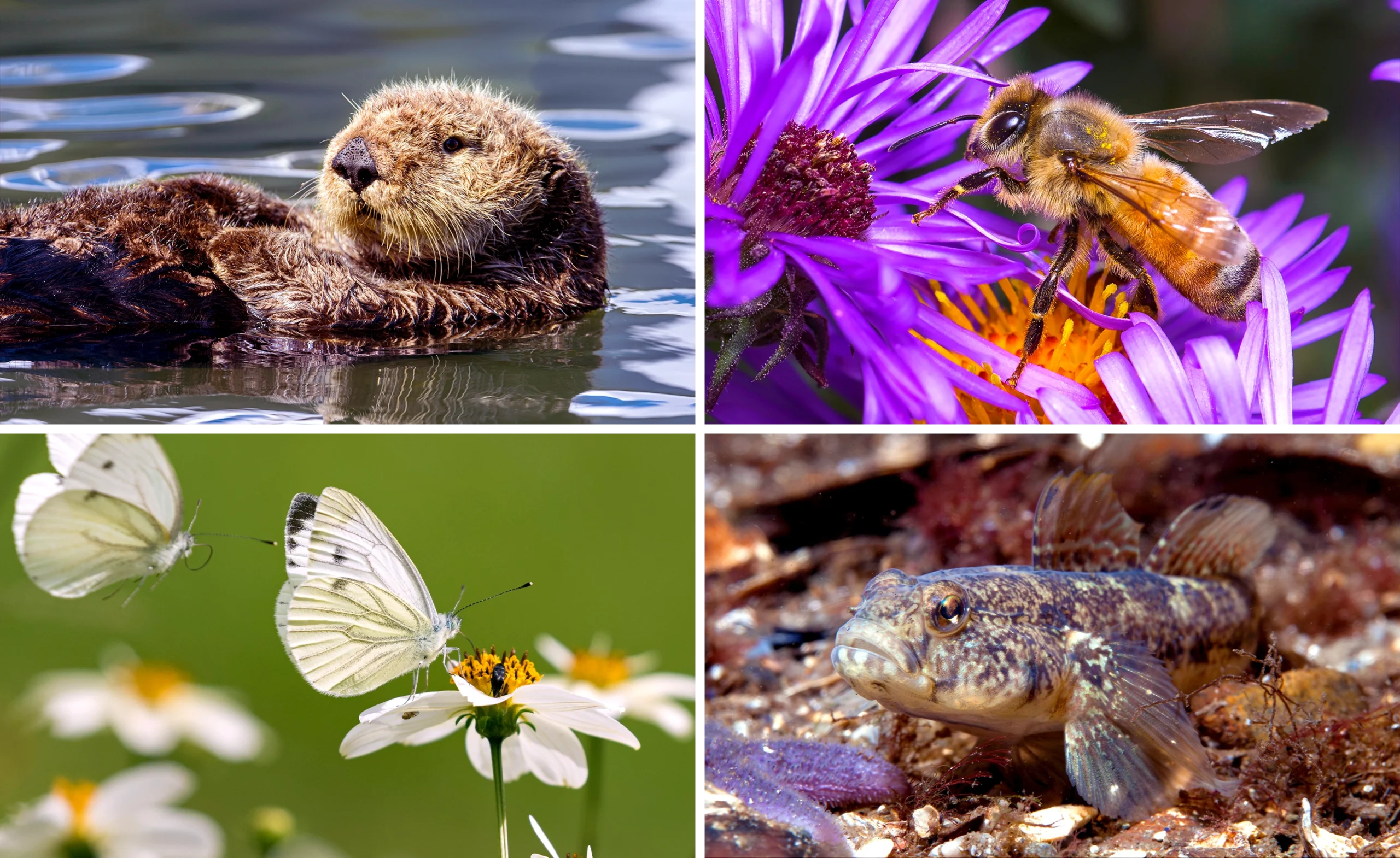 Clockwise from upper left: A sea otter floats on the water’s surface. A honey bee approaches a purple flower. A bullhead fish, sporting wide fins and a frowning face, rests on the pond bottom. A white cabbage butterfly alights on a white daisy.