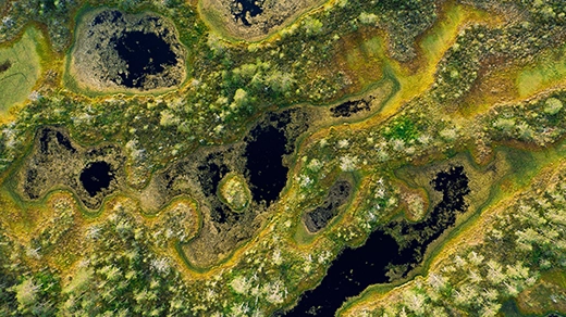 An overhead image of Viru bog in Estonia. Expanses of dense green peat blanket most of the dark lake below.