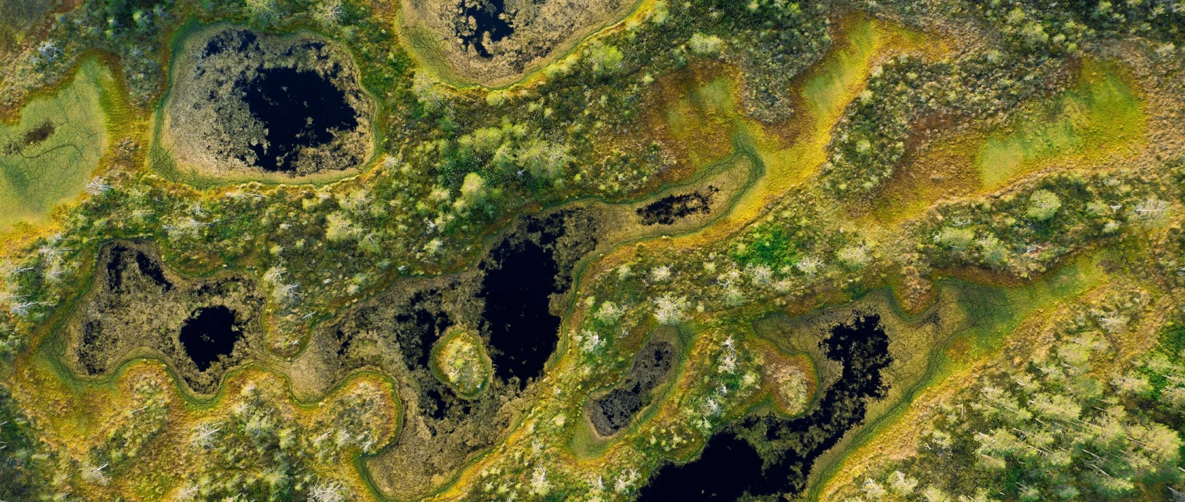 An overhead image of Viru bog in Estonia. Expanses of dense green peat blanket most of the dark lake below.