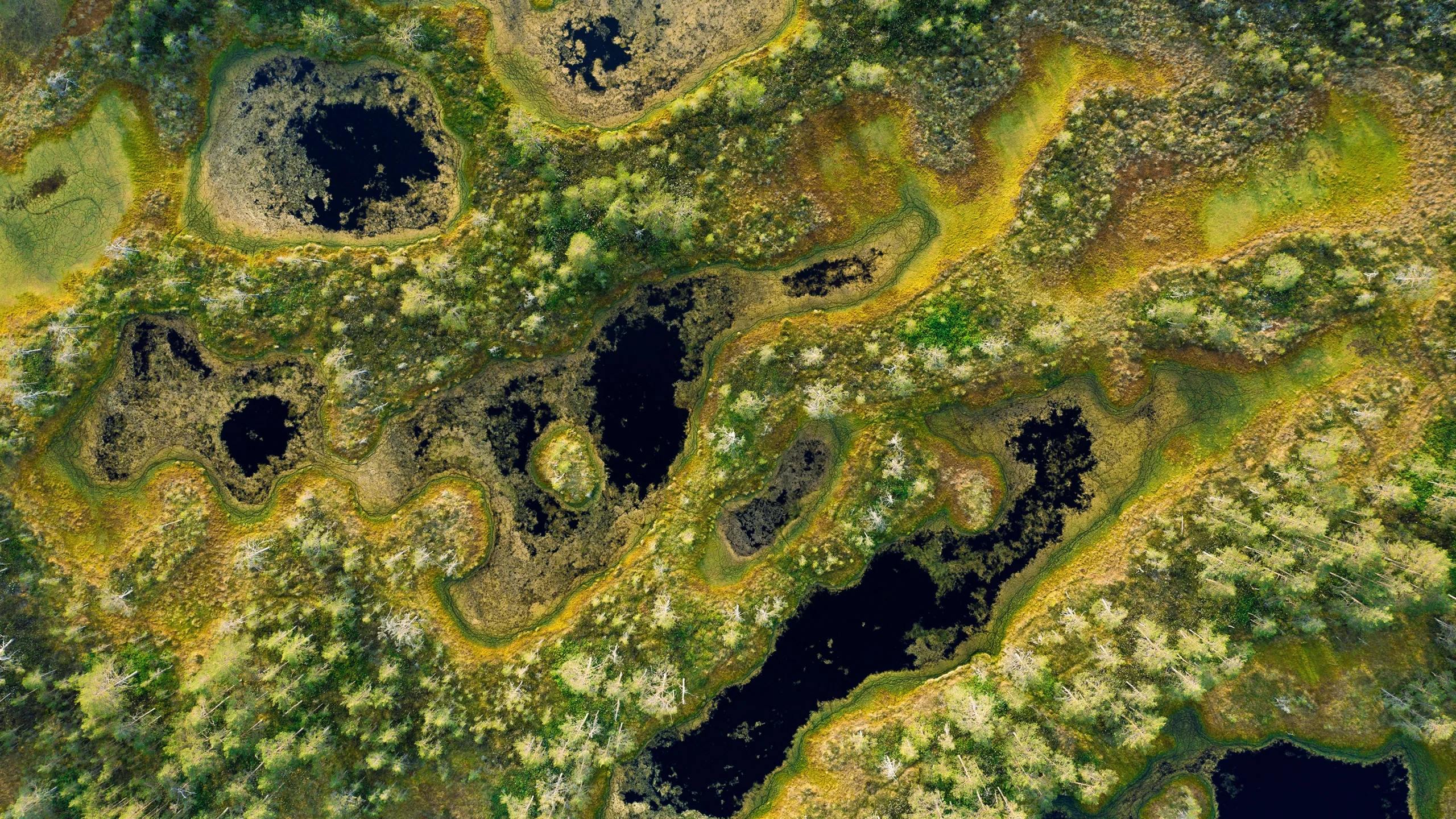 An overhead image of Viru bog in Estonia. Expanses of dense green peat blanket most of the dark lake below.