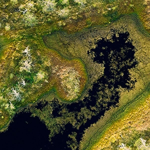 An overhead image of Viru bog in Estonia. Expanses of dense green peat blanket most of the dark lake below.