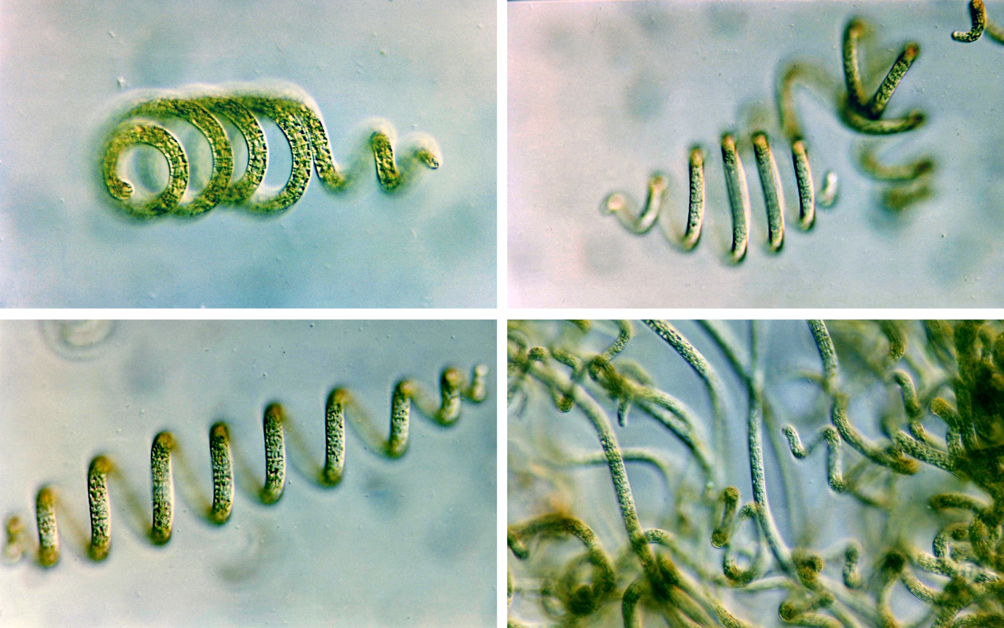 A grid of four images shows green coils of Arthrospira grown in Africa’s Lake Chad.