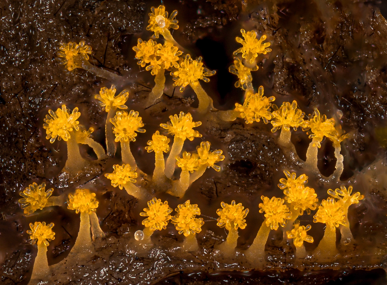 Yellow bacteria form structures resembling flowers or fungi, with stalks and a branching cap.