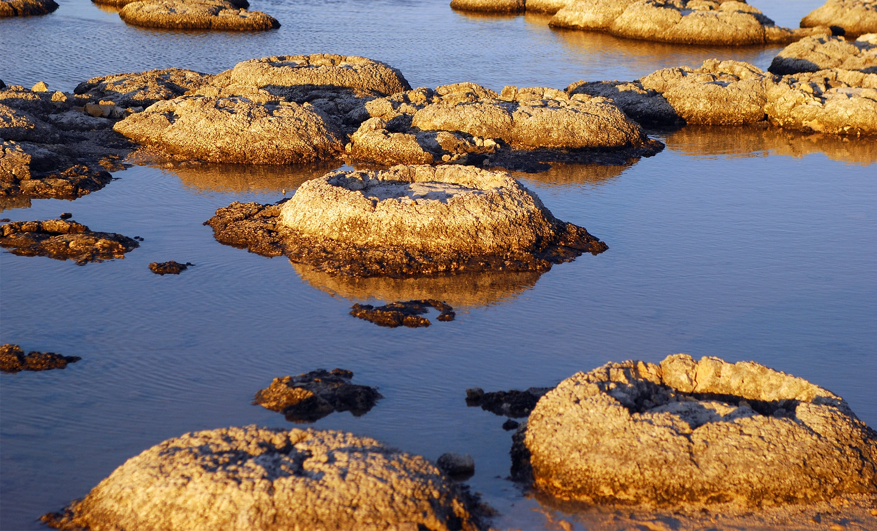 What appear to be large rocks sit in the shallows of an Australian bay. They are in fact stromatolites.