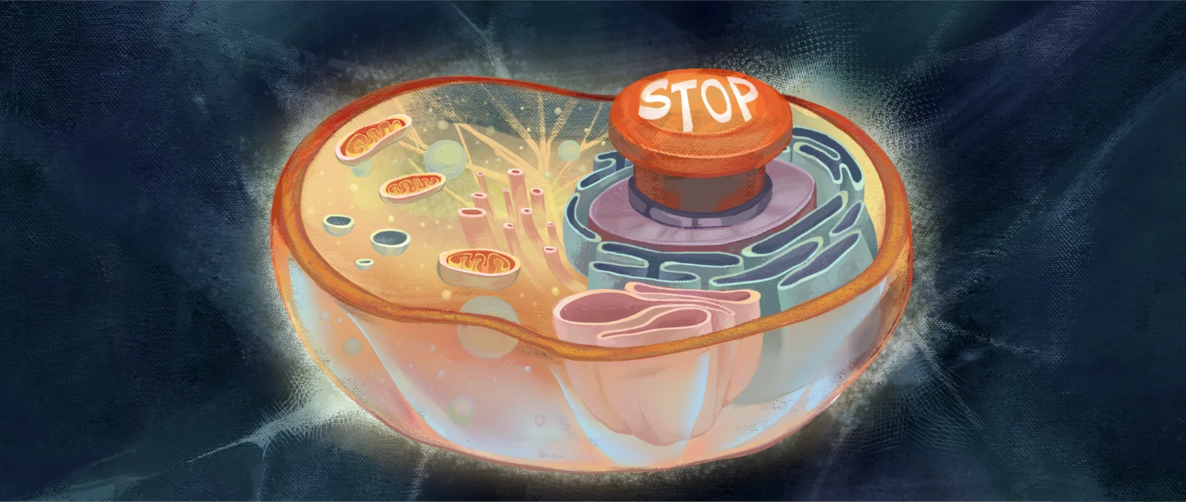 An illustration of a cross section of a cell has a big red “stop” button on it.