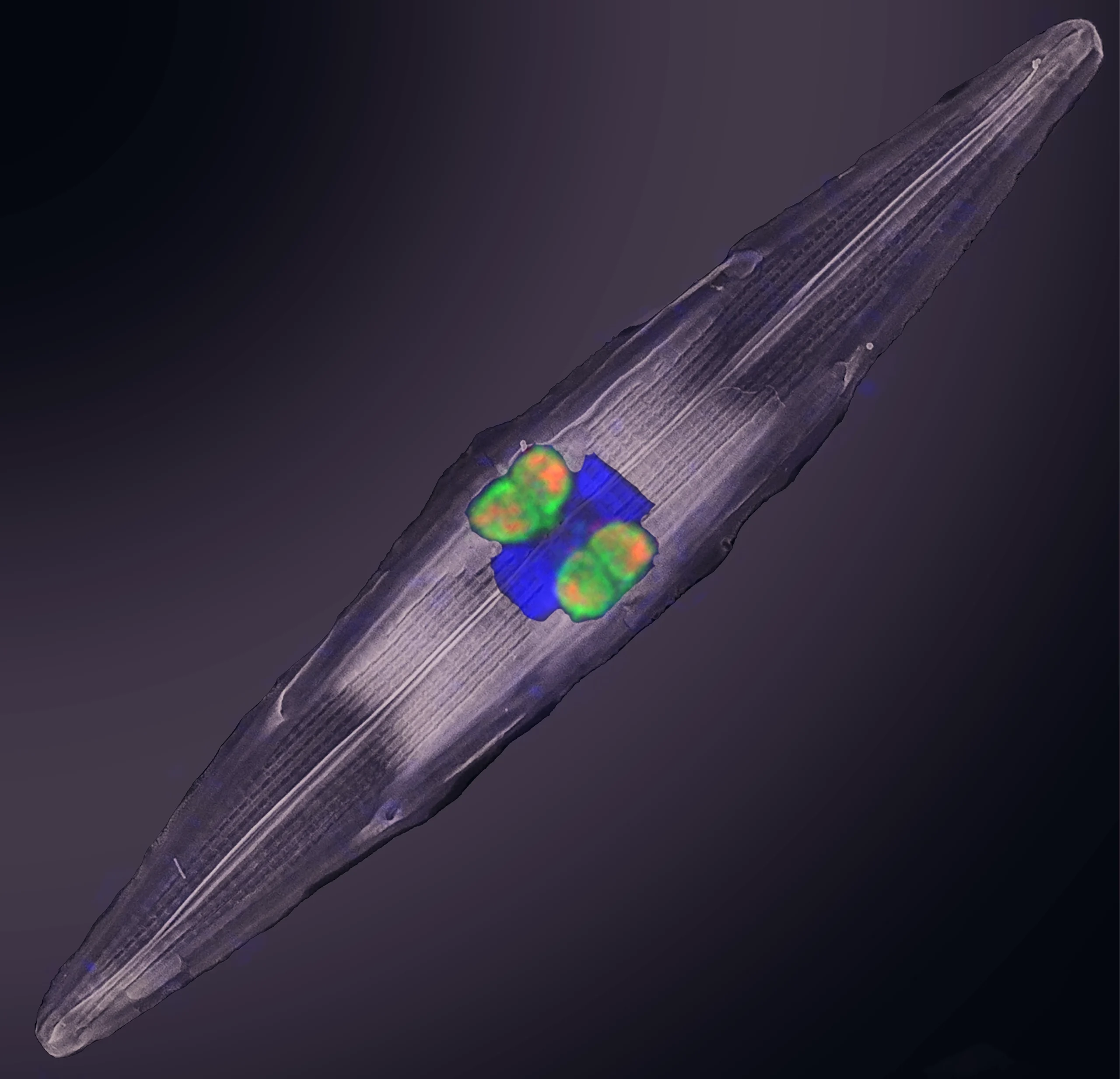 A long, glassy diatom is pointed at each end. In the middle of its body sit four distinct bacterial cells near the diatom’s nucleus.