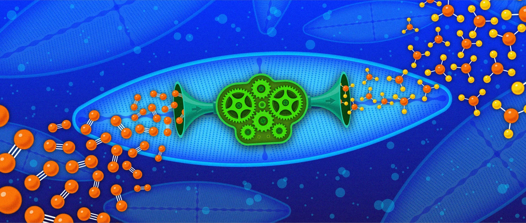 An illustration shows green gears, representing the nitrogen-fixing bacteria, living inside a diatom. Nitrogen gas enters the diatom from the left; ammonia exits on the right.