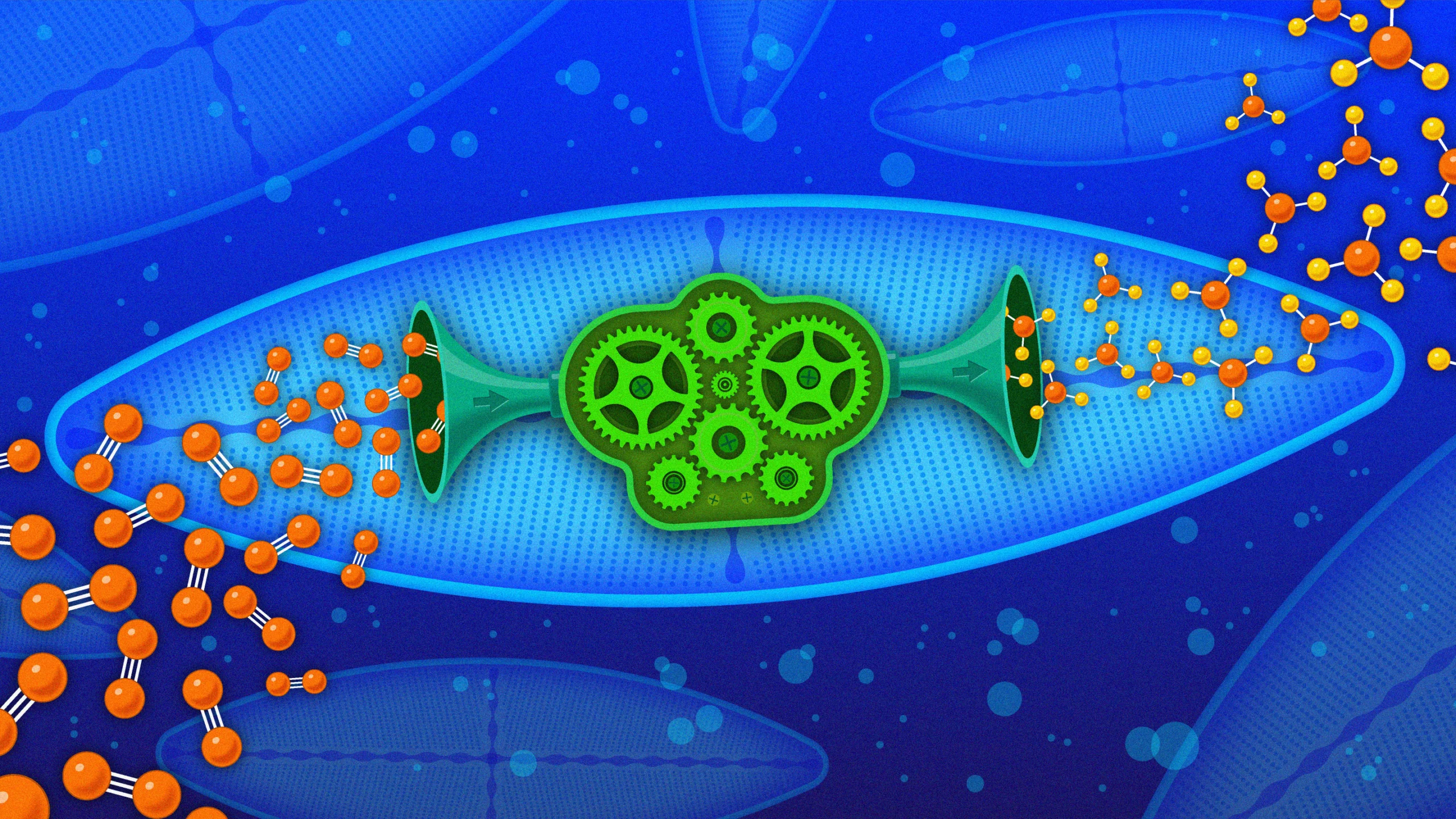 An illustration shows green gears, representing the nitrogen-fixing bacteria, living inside a diatom. Nitrogen gas enters the diatom from the left; ammonia exits on the right.