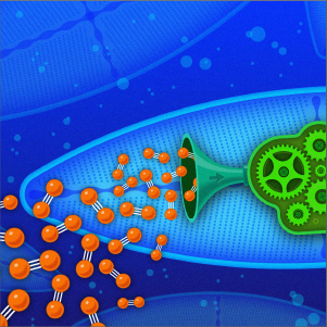 An illustration shows green gears, representing the nitrogen-fixing bacteria, living inside a diatom. Nitrogen gas enters the diatom from the left; ammonia exits on the right.