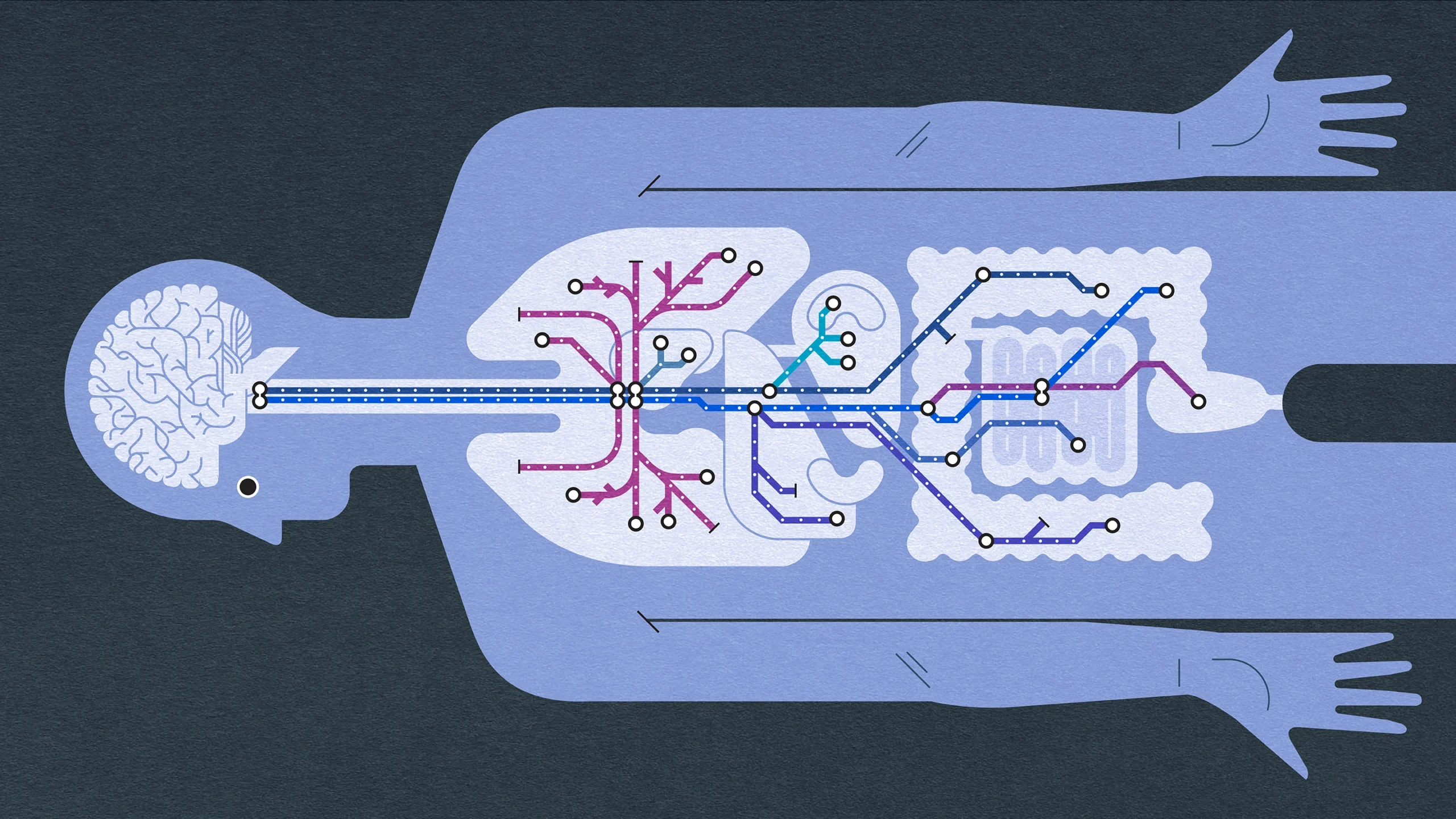 An illustration shows a subway map, representing the vagus nerve, extending across a human body.