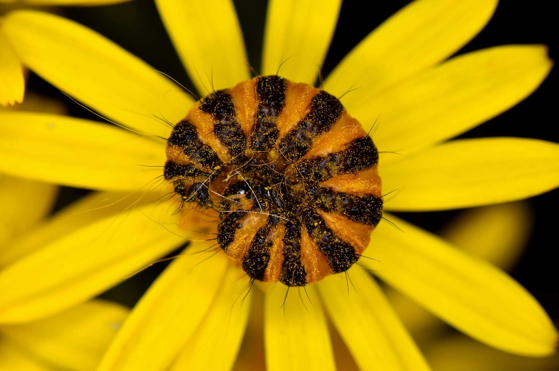 An orange and black striped caterpillar curls up in the center of a flower.