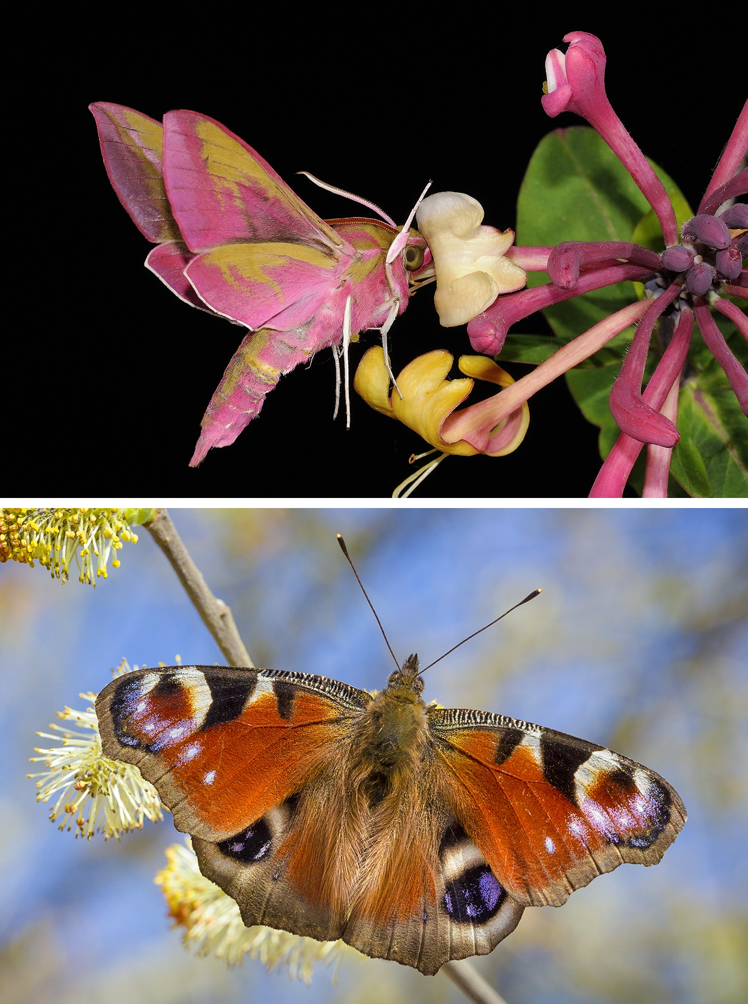 Top: A pink and green hawk moth drinks from a flower. Bottom: A peacock butterfly is orange with blue, black and yellow spots.