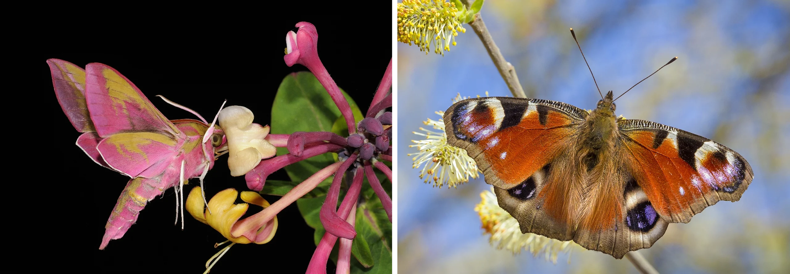 Left: A pink and green hawk moth drinks from a flower. Right: A peacock butterfly is orange with blue, black and yellow spots.