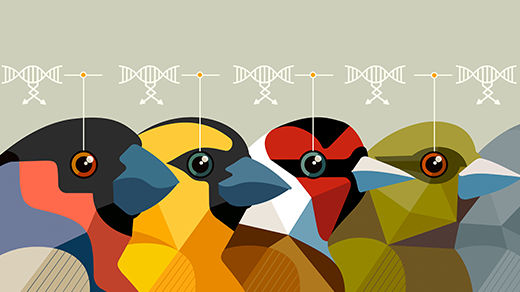 Finches lined up and surrounded by DNA