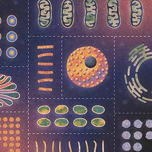 An illustration shows a cell with its organs arranged by shape, as if in separate compartments.