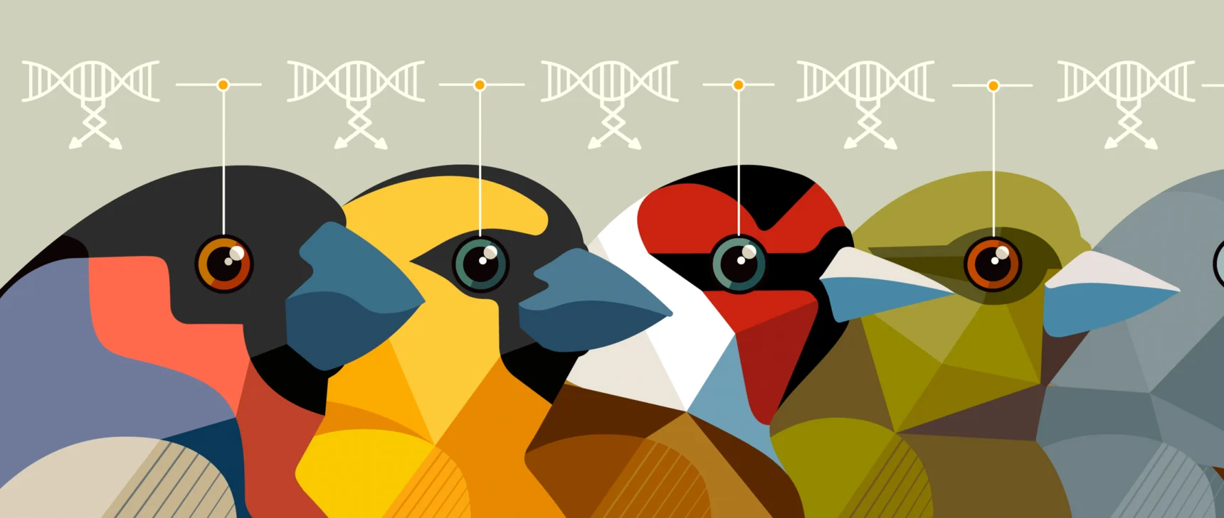 Finches lined up and surrounded by DNA