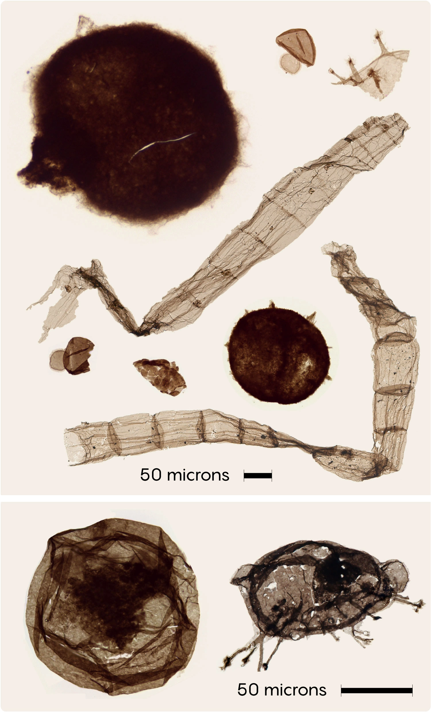 A selection of fossils of microscopic eukaryotic cells, which look like brown raisins. Tappania plana looks like a squished bug, or a raisin with legs.