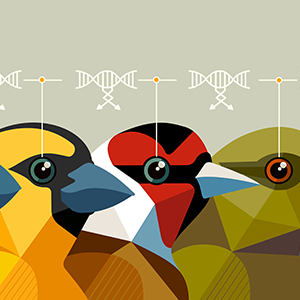 Finches lined up and surrounded by DNA