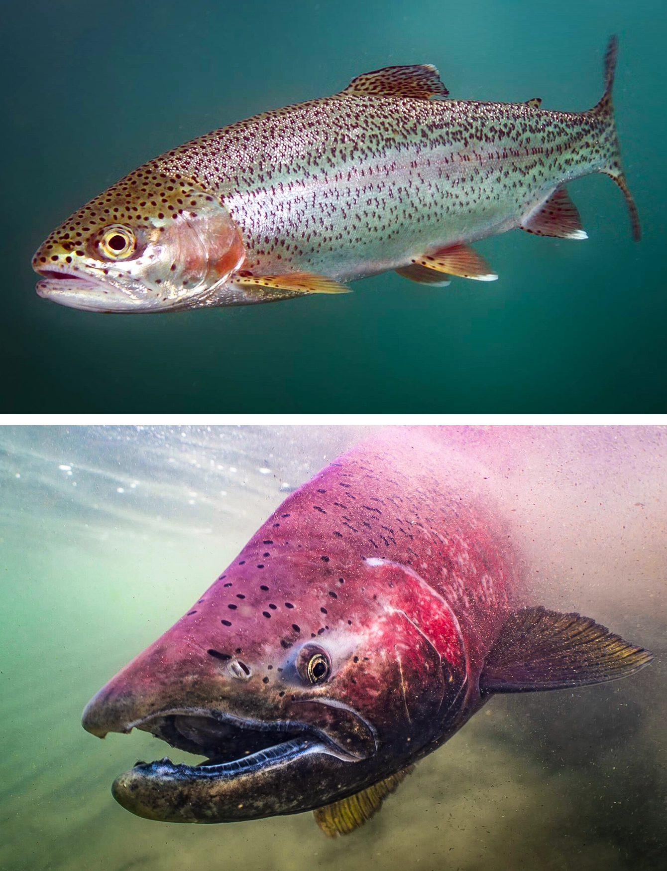 A diptych of a rainbow trout and chinook salmon