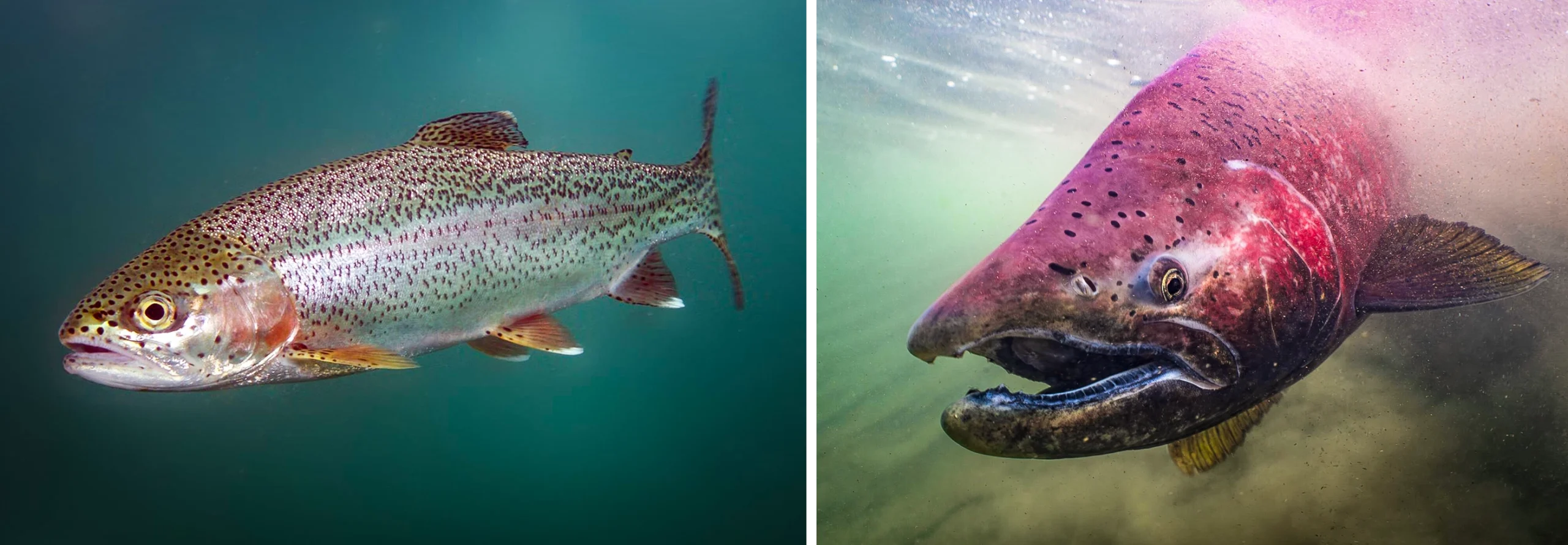 A diptych of a rainbow trout and a chinook salmon