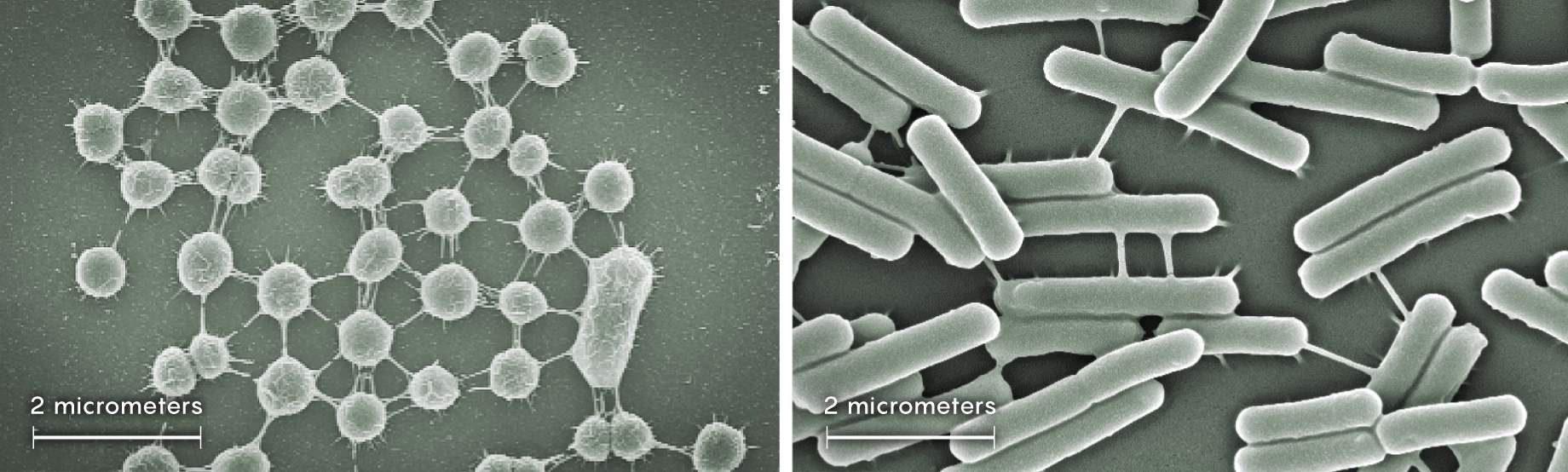 Left: In a microscope image, thin tubes stretch between long, narrow, pill-shaped bacteria. Right: In a microscope image, thin tubes connect some two dozen round cyanobacteria.