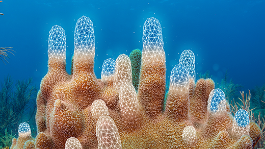 The ‘Elegant’ Math Model That Could Help Rescue Coral Reefs