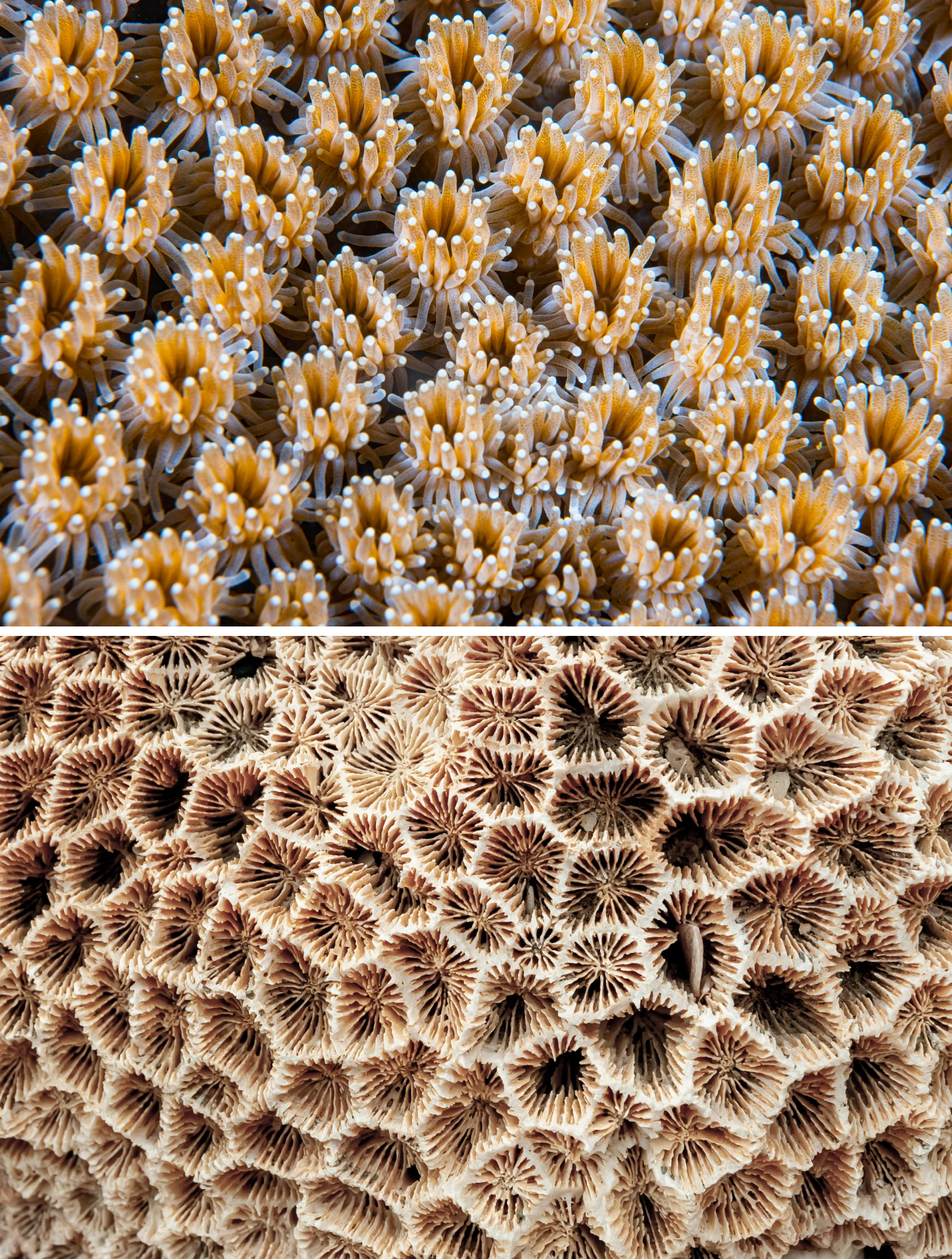 Top: A close-up of living coral polyps packed tightly together, each an anemone-like creature. Bottom: A coral skeleton is a white grid of calcium carbonate cups, emptied of their creator.