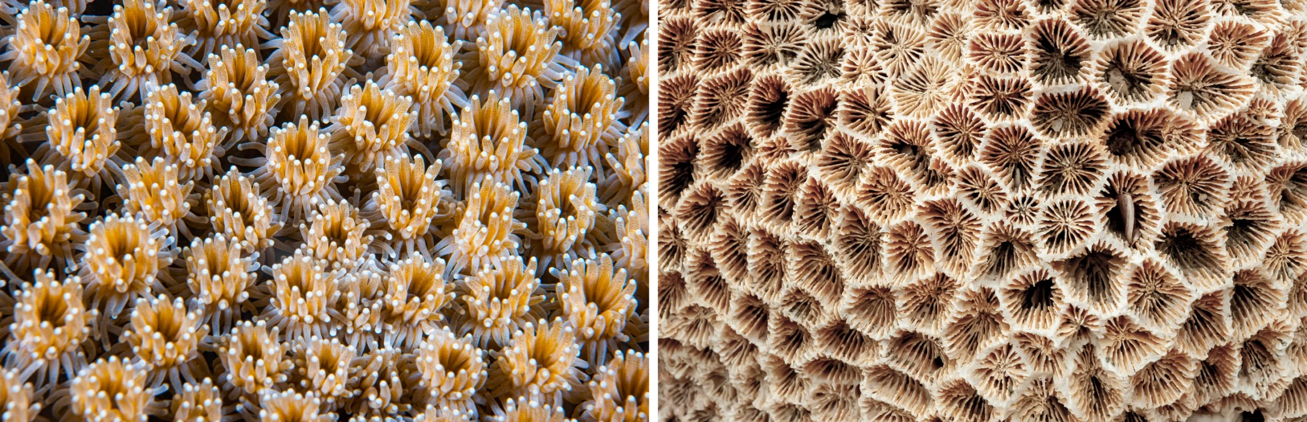 left: A close-up of living coral polyps packed tightly together, each an anemone-like creature. right: A coral skeleton is a white grid of calcium carbonate cups, emptied of their creator.