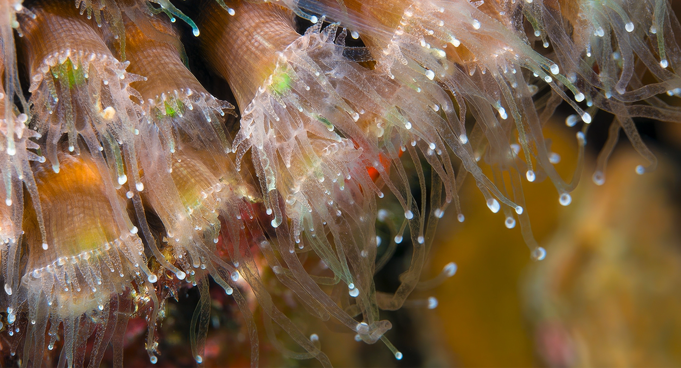 A close-up of coral polyps, each of which looks like a miniature anemone, with a soft body surrounded by delicate tentacles.