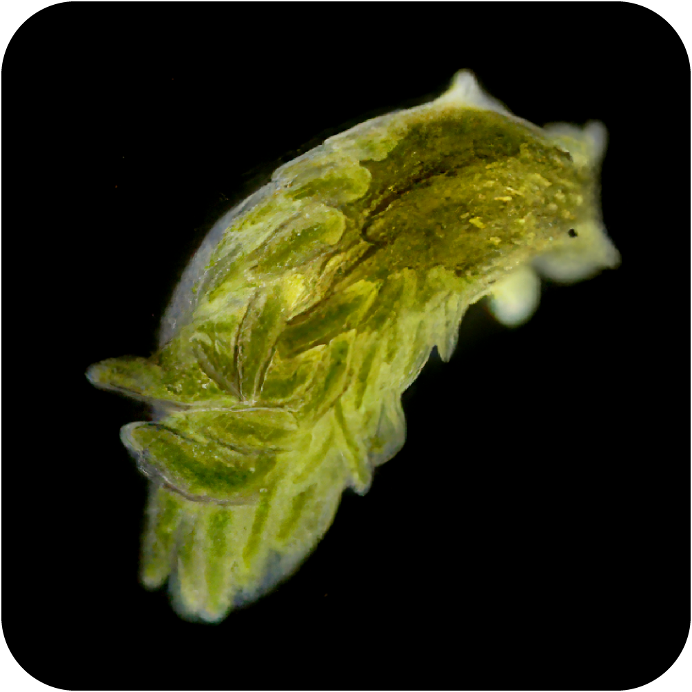 Tiny green sea slugs